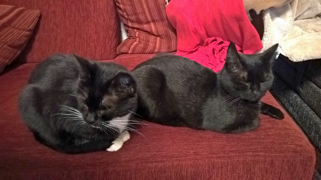 Molly und Rosina liegen auf einer Couch