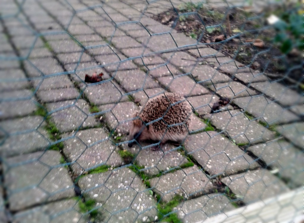 Igel