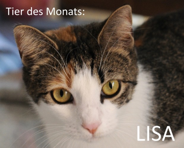 Tier des Monats: LISA