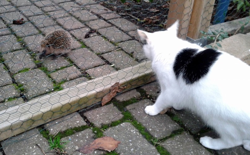 Katze betrachtet Igel durch einen Zaun.