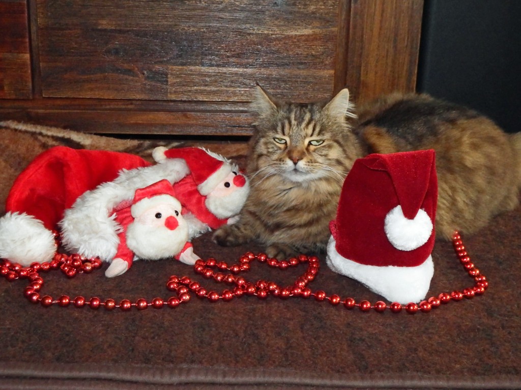 Katze in Weihnachtsdekoration