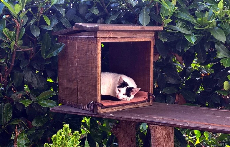 Bild: Mia in einer Holzbox, schlafend