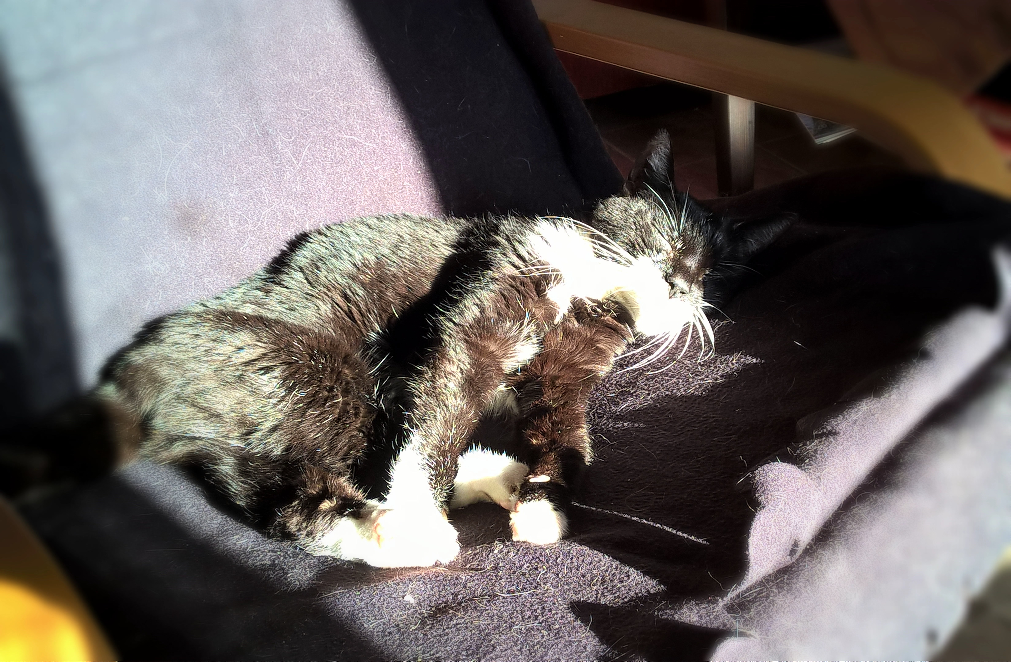 Cni Endstadium Katze