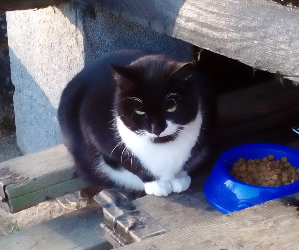 Kater schwarz mit weißen Abzeichen