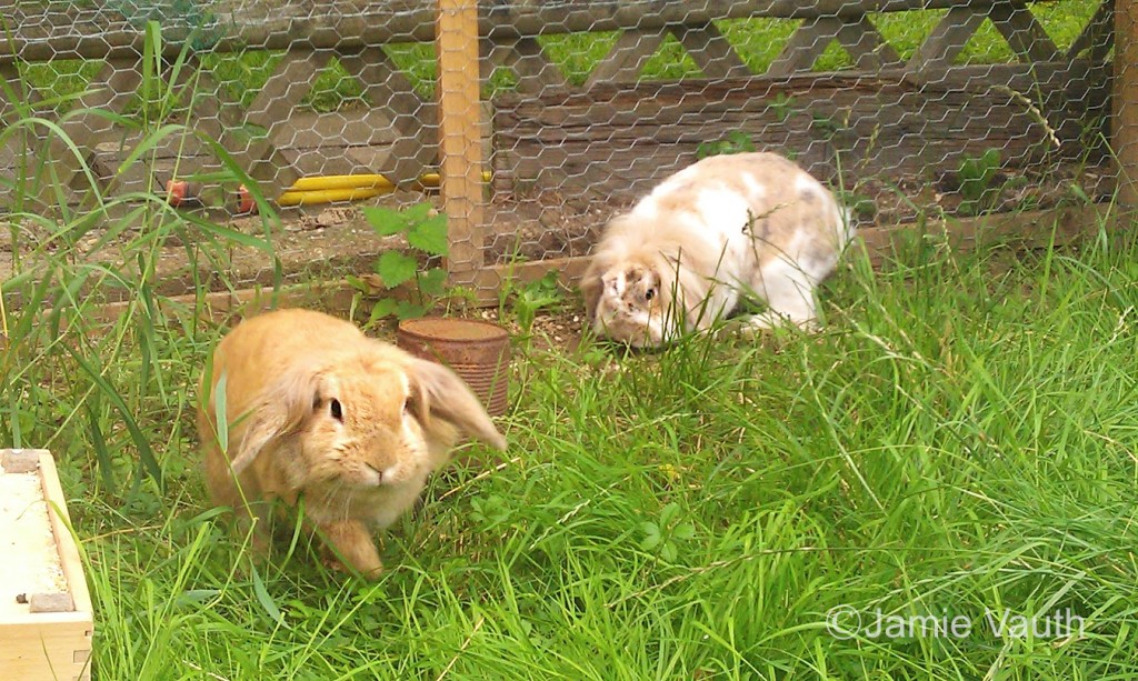 Zwei Kaninchen in einem artgerechten Gehege.