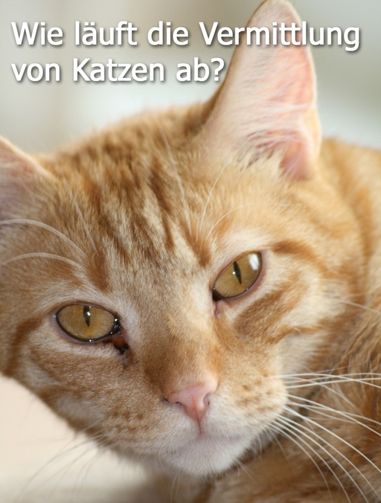 Wie läuft die Vermittlung von Katzen ab?