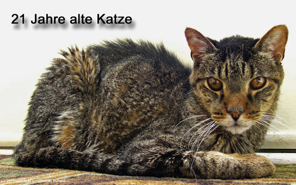 Bild: 21 Jahre alte Katze