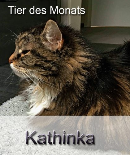 Tier des Monats: Kathinka