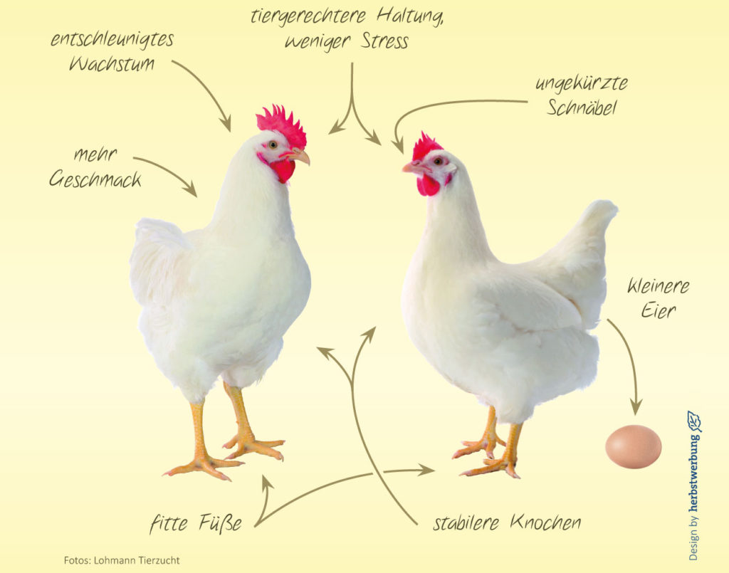 Abbildung: Zweinutzungshuhn
