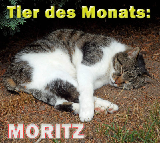 Kater Moritz