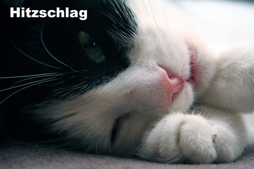 schlafende Katze copyright Freepik.com