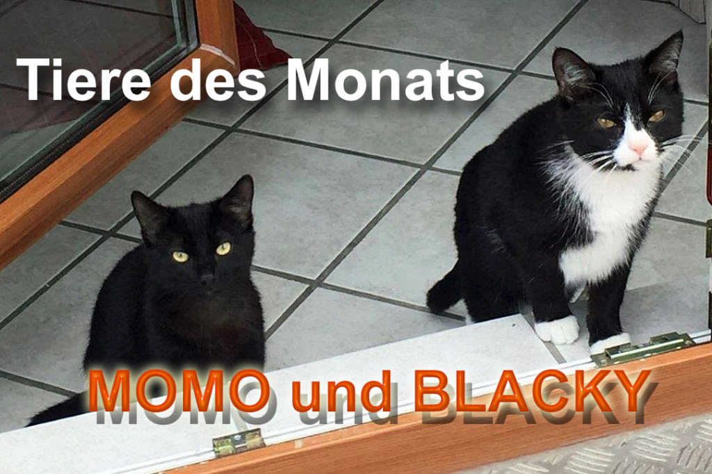 MOMO und BLACKY