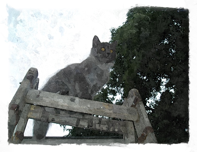 katze,-leiter,-himmel-144857_FotoSketcher