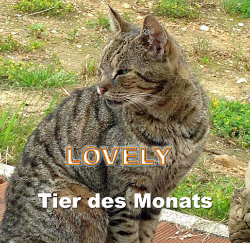 Abb: Tier des Monats: Katze LOVELY