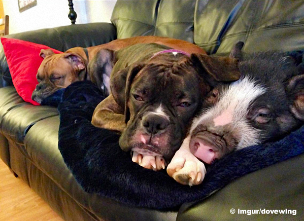 Abb: Hunde und ein Schwein auf einer Couch