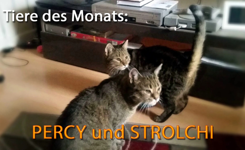 Percy und Strolchi