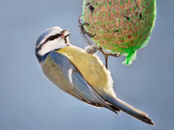 Das Für und Wider bei der Vogelfütterung