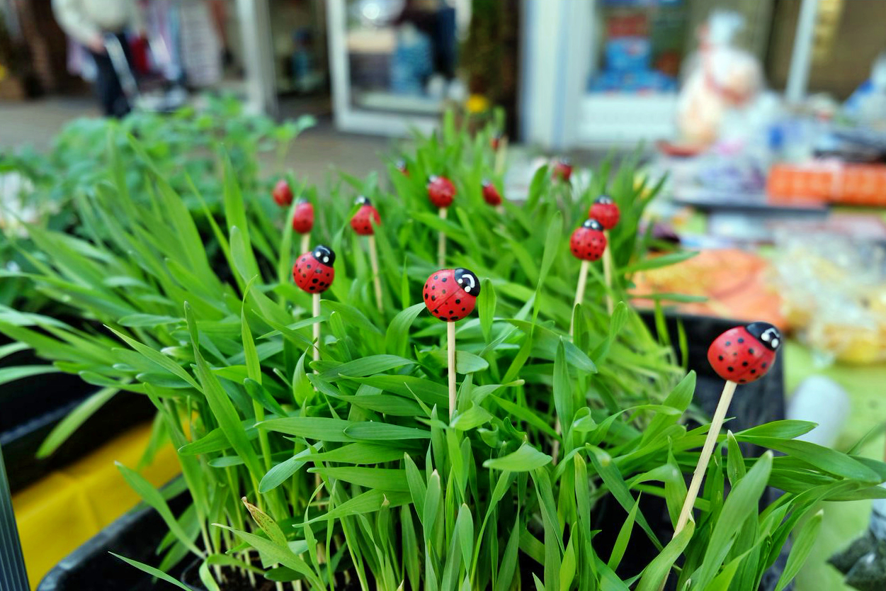 Katzengras mit Dekosteckern