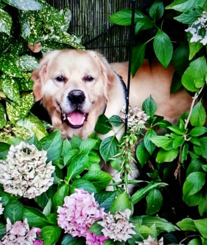 Hund in Blumenbeet