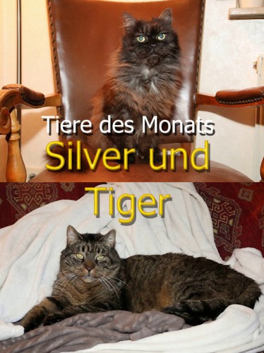 Silver und Tiger