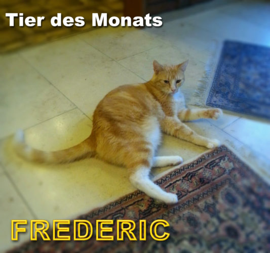 Kater FREDERIC