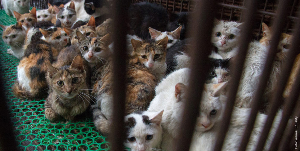 Abbildung: Katzen im Käfig einer "Fellproduktion".
